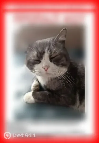 Пропала кошка, Томск, Войлочная заимка, д. 9 — серо-белая, 8 лет - photo