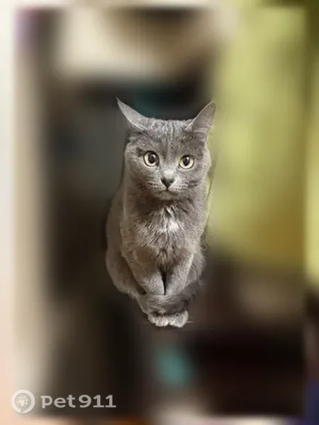 Пропала кошка, Ижевск, Выемка, д. 15А — дымчатая, с зелёными глазами - photo