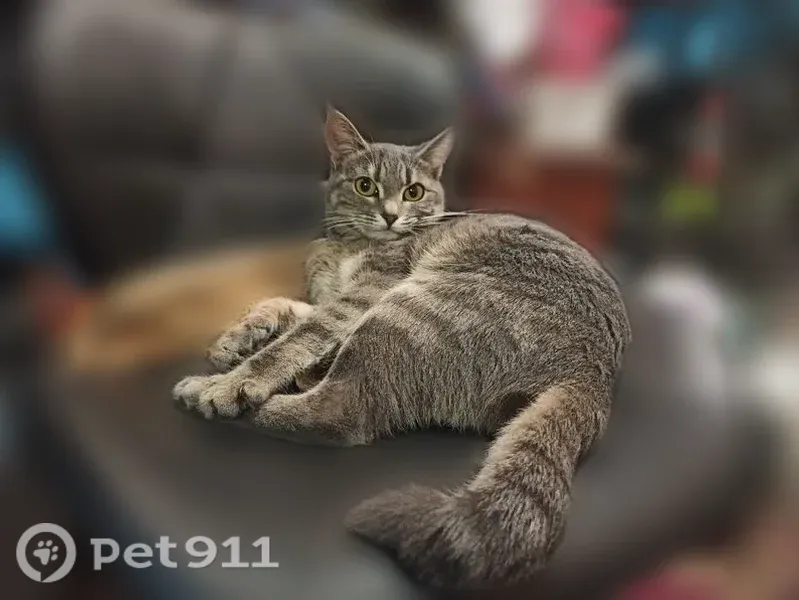 Пропала кошка, Люберцы, Шоссейная, д. 7 — серо-полосатая, с коротким хвостом - photo