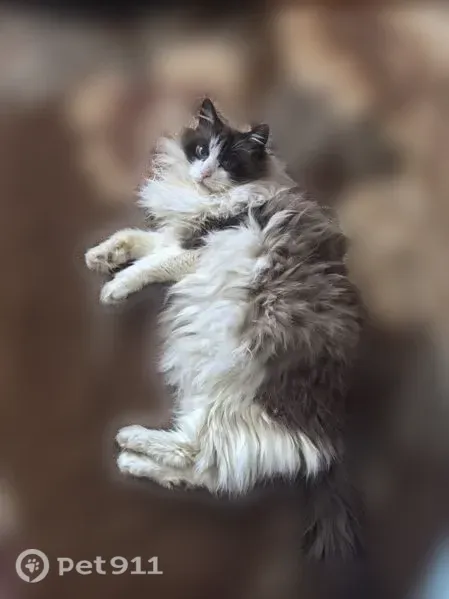 Кошка ищет дом, Тула — Персей, любит людей - photo