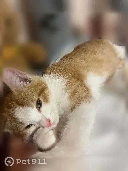 Кошка ищет дом, Тула — ласковый и игривый котик - photo