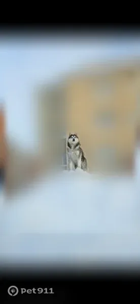 Пропала собака, Лангепас — любит играть - photo
