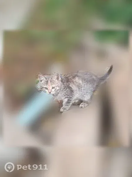 Найдена кошка, Село Грабово, Садовая, д. 8, Грабово — котёнок около 5 недель - photo