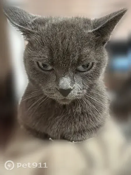 Пропала кошка, ул. Георгия Исакова, д. 193, Барнаул — Сима, 12 лет - photo