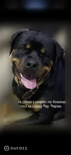 Пропала собака, Кизел — чёрный ротвейлер - photo
