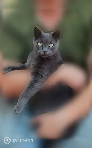 Пропала кошка, 1-я Славянская, Луганск — дымчатый окрас, 3 года - photo