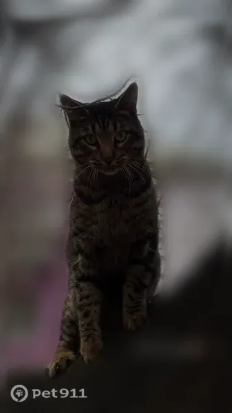 Пропала кошка, Ленина, д. 9, Южноуральск — кот с пятном на носу - photo