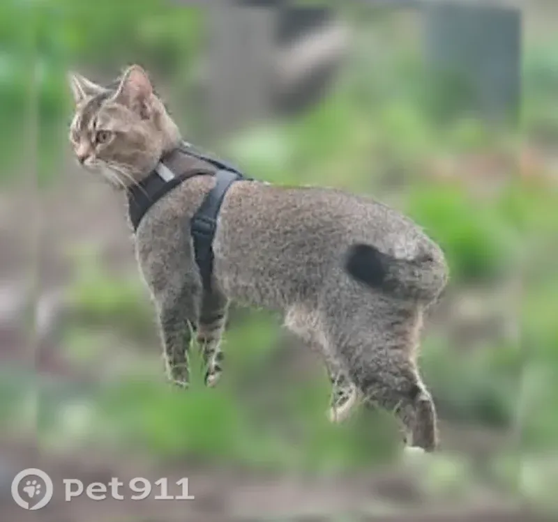 Пропала кошка, Первых Строителей, д. 10, Агидель — коричневый кот с жёлтыми глазами - photo