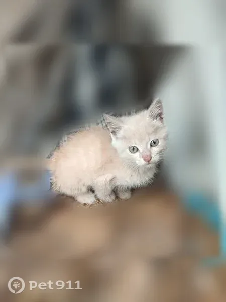 Кошка ищет дом, Село Грабово, Садовая, д. 8, Грабово — рыжий пугливый котёнок - photo
