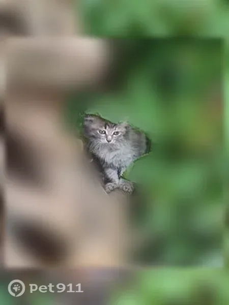 Кошка ищет дом, Село Грабово, Садовая, д. 8, Грабово — пугливый котёнок 5 недель - photo