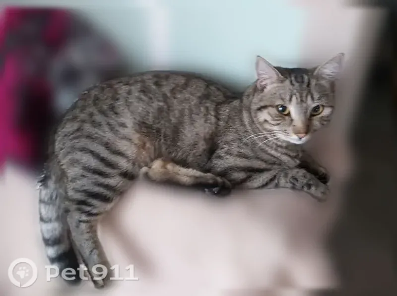Пропала кошка, Шилова, д. 4, Чита — кот с белым пятнышком на ухе - photo
