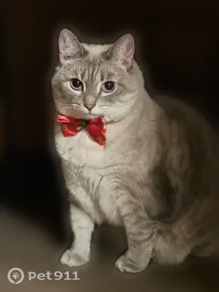 Пропала кошка, Ясногорск, 10, д. 170, Ясногорск — 5 лет, голубые глаза - photo