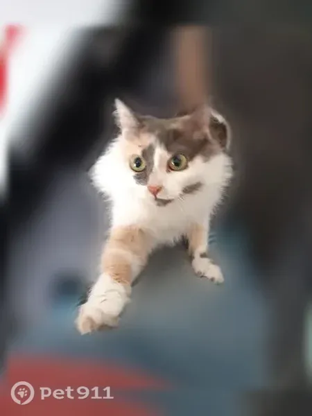 Пропала кошка, Зорге, д. 18, Новосибирск — пушистая, трехцветная - photo