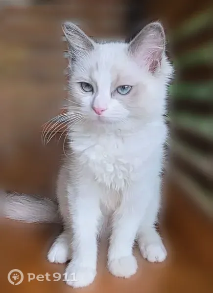 Пропала кошка, Сутырина, д. 20, Кострома — пушистая, с голубыми глазами - photo