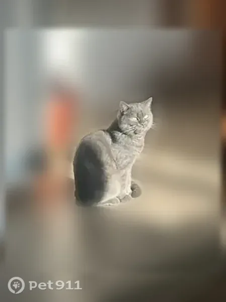 Пропала кошка, Бабича, Сибай — серая, с длинным хвостом - photo