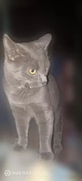 Пропала кошка, самец, Кольцова, д. 4, Иваново — игривый, серый - photo