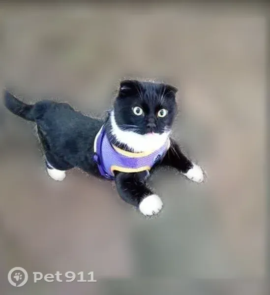 Пропала кошка, ул. Демьяна Бедного, 7, Москва — шотландский вислоухий кот Феликс - photo