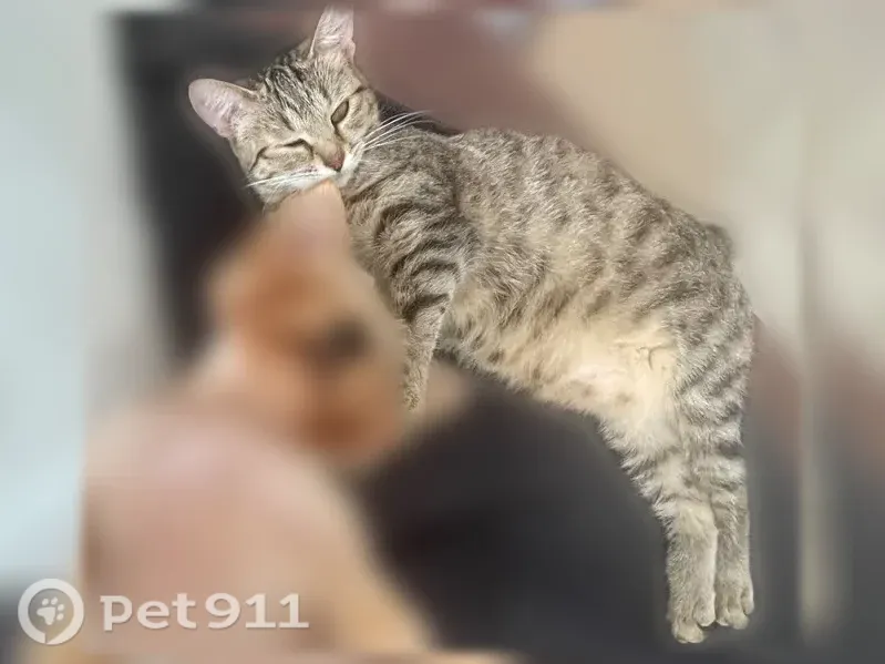 Пропала кошка, Район Засвияжский, Горького, д. 2/7, Ульяновск — среднего размера, стерилизована - photo