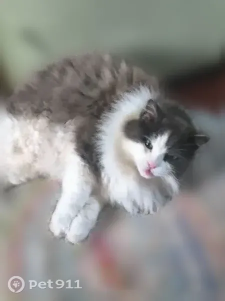 Пропала кошка, Котлас — серо-белый пушистый кот - photo