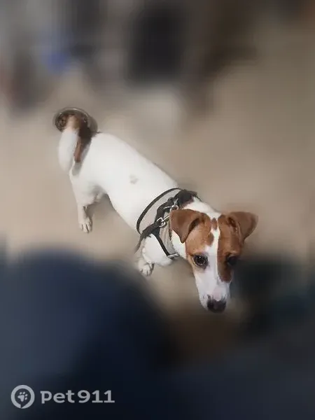 Пропала собака, Жукова, д. 31/17, Ярославль — джек-рассел на поводке и в шлейке - photo