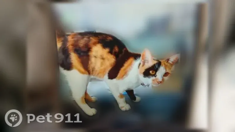 Пропала кошка, Рябова, д. 2, Пенза — молодая, стерилизованная - photo