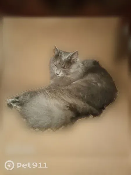 Пропала кошка, Тула, Халтурина, д. 8, Тула — кот - photo