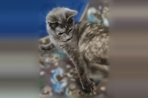 Пропала кошка, Коробово, Московская область — трёхцветная серая, убежала из участка - photo