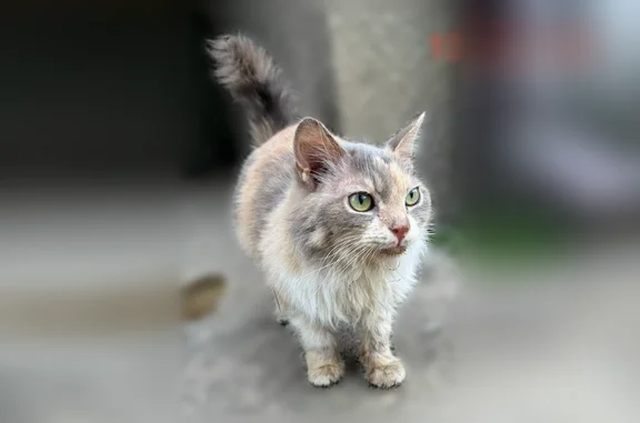 Найдена кошка, Краснодар, фото: Найдена кошка, Алмазный переулок, Краснодар — отказывается от еды, вялая, очень худая