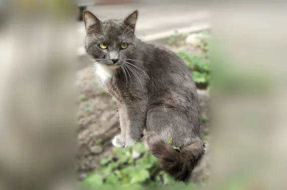Найдена кошка, Санкт-Петербург, фото: Найдена кошка, улица Есенина, Санкт-Петербург — серо-голубая, ведёт себя как домашняя