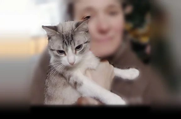 Пропала кошка, улица Куйбышева, 150А, Батайск — светло-серая, с буквой М на мордочке - photo
