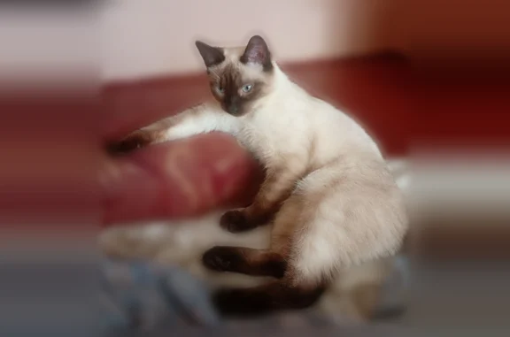 Пропала кошка, улица Маршала Соколовского, 14В, городской округ Смоленск, Смоленск — котенок, 1 год - photo