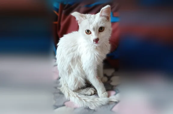 Найденные животные Орехово-Зуево, фото: Найдена кошка, Парковская улица, 20, Орехово-Зуево — белая, подросток, с красным ошейником от блох