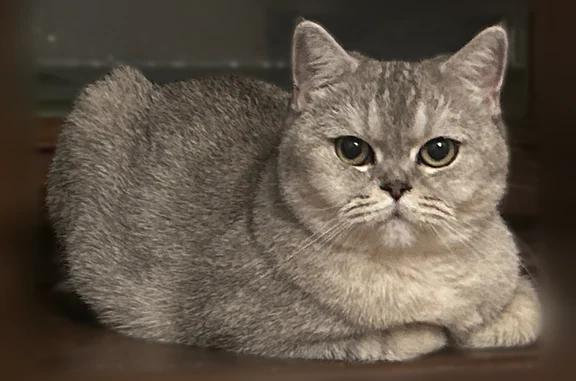 Пропала кошка, улица Льва Толстого, 22, Ставрополь — беременная кошечка - photo