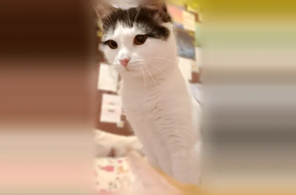 Пропала кошка, улица Вершинина, 22, Волгоград — двухцветная, возраст 2 года - photo