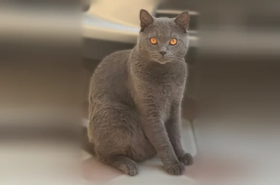 Пропала кошка, улица Иванова, 201, Нальчик — крупный, около 5 кг - photo