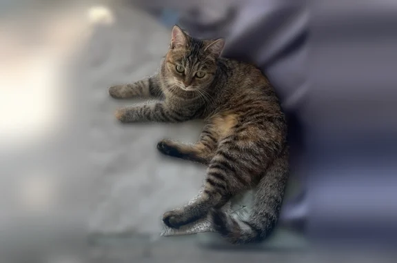 Пропала кошка, 75, Иркутск — пятнистая, 1.5 года - photo
