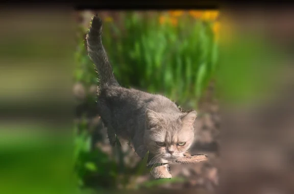 Найденные животные Ямны, фото: Найдена кошка, 19, Верхняя Иншинка, Ямны — молодая, примерно 6 мес