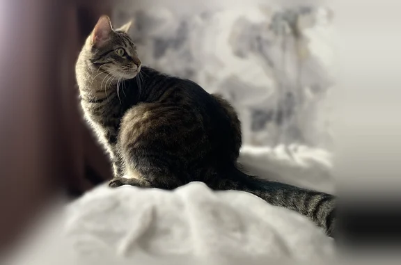 Пропала кошка, улица Кутузова, 2, Петрозаводск — крупная, коричневая в тёмную полоску - photo