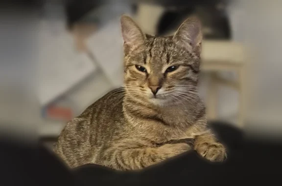 Пропала кошка, улица Петрова, 11, Йошкар-Ола — не большая, худая, без ошейника - photo