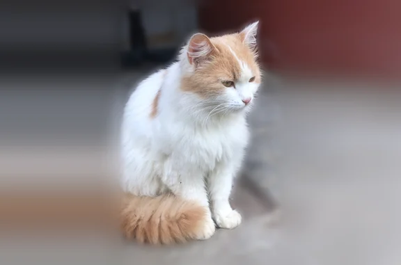 Объявления о пропавших и найденных животных, Рязань, фото: Найдена кошка, ул. Новосёлов, Рязань, Рязань — очень контактная, чистенькая, похожа на домашнюю