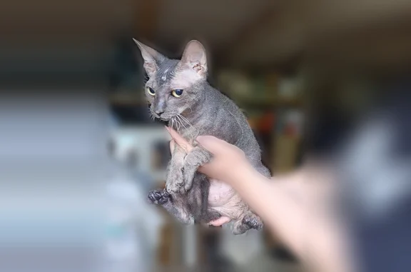 Найдена кошка, Михайловка, фото: Найдена кошка, Михайловка, Волгоградская область — серая сфинкс