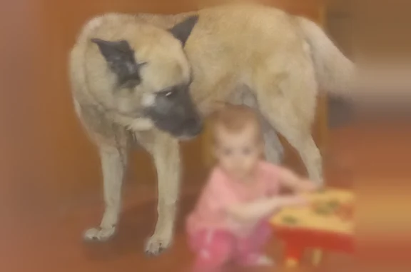 Пропала собака, 38К-017, 68, Катыринский сельсовет — большой пёс, 8 лет - photo