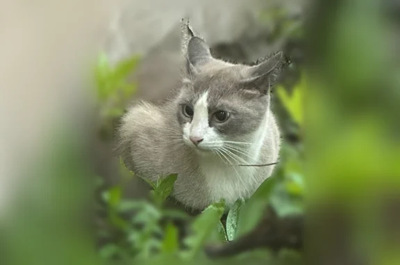 Найдена кошка, Санкт-Петербург, фото: Найдена кошка, 3-я Красноармейская улица, Санкт-Петербург — похожа на тайку, идёт на руки