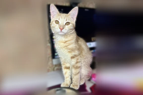 Кошки потеряшки, Искателей, фото: Потеряшка кошка, Международная улица, 15, Искателей — котенок 9 мес, 2 кг