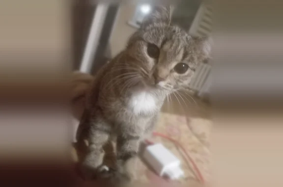Пропала кошка, улица Орджоникидзе, 18, Киров — серая, пугливая, с загнутым ушком - photo