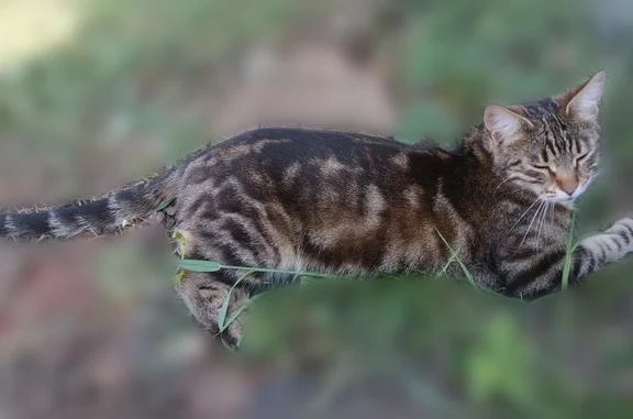 Кошки потеряшки, Ижевск, фото: Потеряшка кошка, Загородная улица, 147, Ижевск — помесь бенгала и мейн-куна