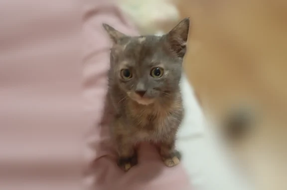 Найдена кошка, Краснодар, фото: Найдена кошка, Восточно-Кругликовская улица, 48/1, Краснодар — 2–3 месяца, очень игривая