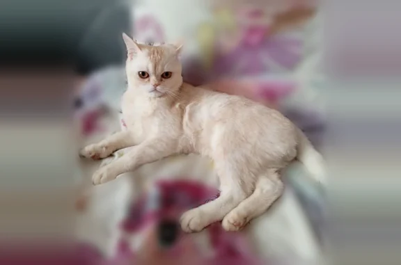 Пропала кошка, 31, Целеево — кот шотландской породы, 6 месяцев - photo