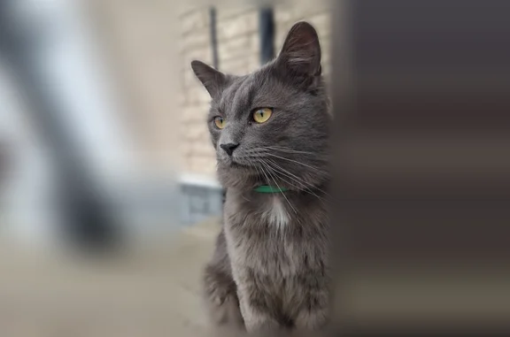 Найдена кошка, Кингисепп, фото: Найдена кошка, улица Ново-Порхово, 4, Кингисепп — серый ласковый домашний кот с зелёным ошейником