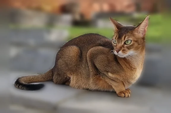 Кошки потеряшки, Ставрополь, фото: Потеряшка кошка, улица Чехова, 1Б/1, Ставрополь — абиссинская с диким окрасом